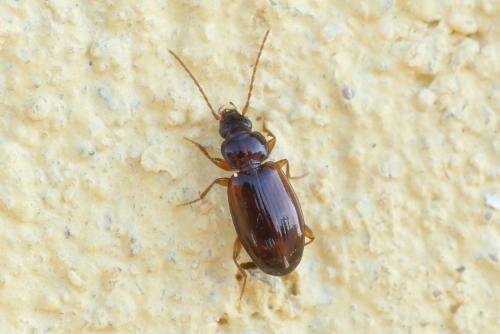 Trechus quadristriatus